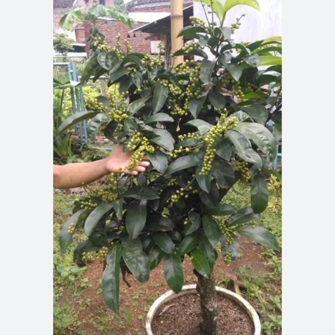 

bibit bonsai pohon buni.