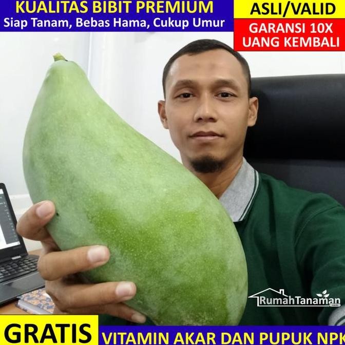 

Bibit Mangga Mahatir Asli Bergaransi, Pohon Mangga Mahatir Valid