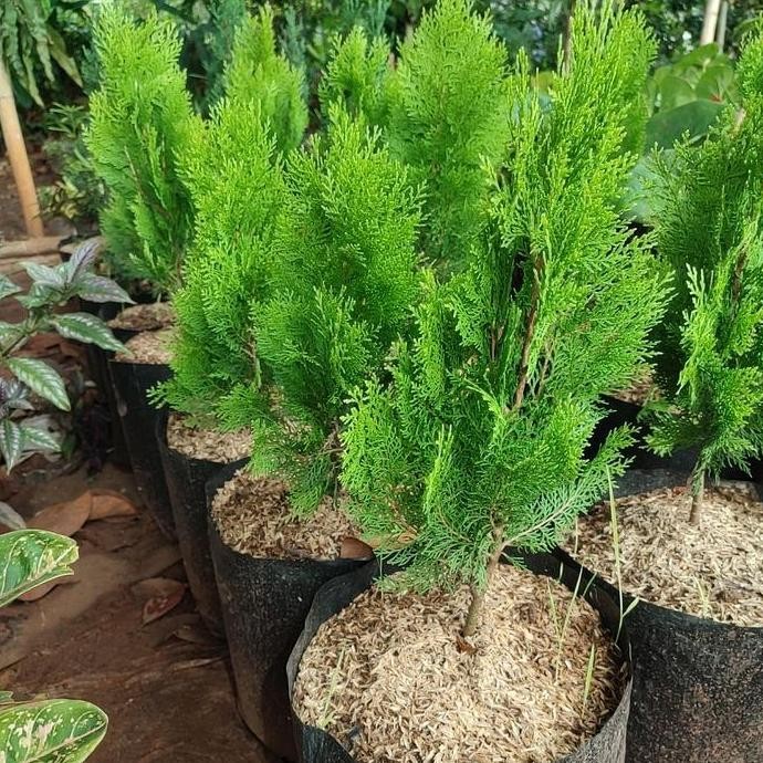 

bibit pohon cemara kipas/tanaman Cemara kipas