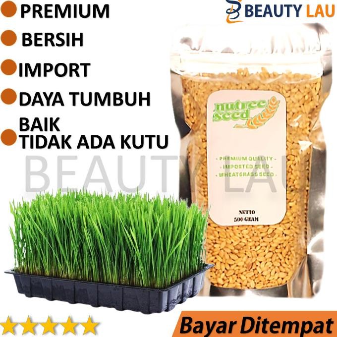 

Terlaris Asli Bibit Wheatgrass 500Gr Benih Rumput Gandum Kucing Biji Cat Grass Rogreen Catgrass Impor Seed Berkualitas Ready Stock