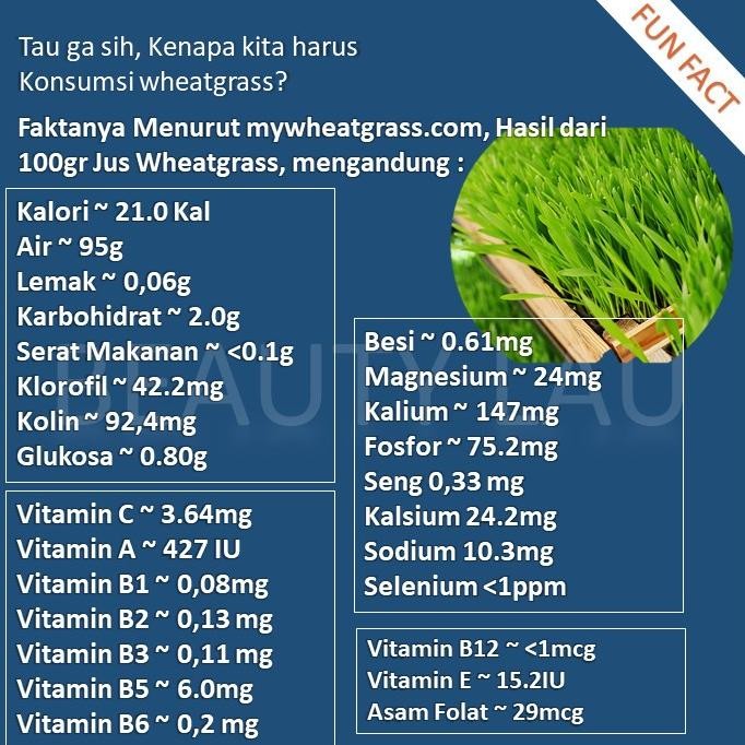 

Terlaris Hjk Benih Rumput Gandum Kucing 100Gr Bibit Wheatgrass Microgreen Seed