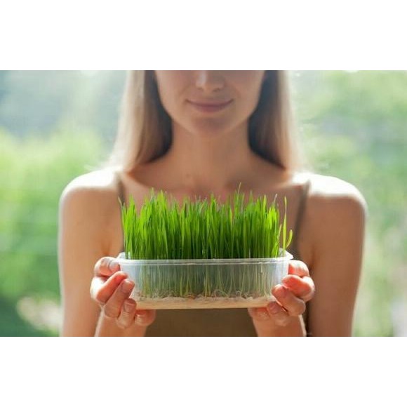 

Terlaris Benih Wheatgrass Rumput Gandum Termurah 1 Kg