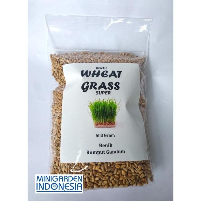 

Terlaris 500 Gram Bibit Benih Wheat Grass Rumput Gandum Bisa Diminum Kemasan