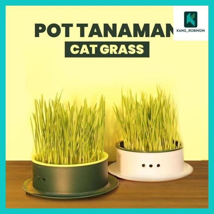 

Terlaris Bing^ Alobon Pot Rumput Kucing Paket Tumbuh Benih Gandum Wheatgrass Cat