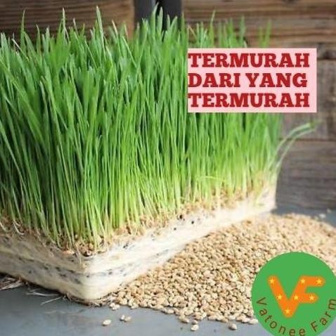 

Terlaris (Best Saller) Catgrass Wheatgrass Benih Gandum Utuh 1 Kilogram Bestseller