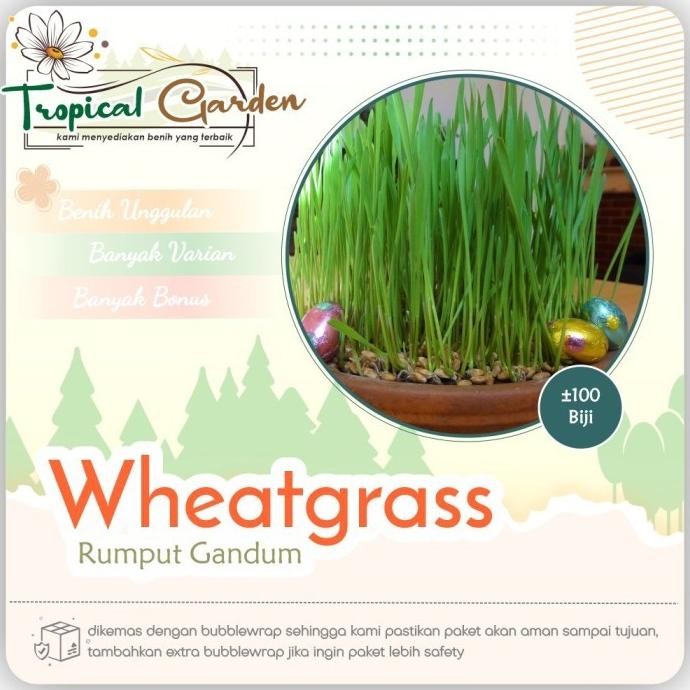 

Terlaris Rediy Benih Biji Rumput Gandum Wheatgrass Rumput Kucing Rumput Herbal