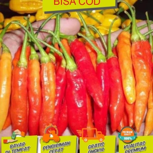 Paket 10 cabai rawit unggul Bibit tanaman buah GENJAH
