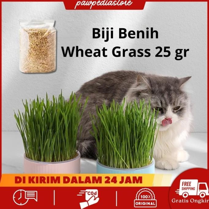 

Terlaris Pawpedia Biji Benih Gandum 25Gr Cat Wheatgrass Biji Benih Gandum Rumput Catnip Anti Stress Anti Rambut Gumpal Tanaman Catnip Pembersih Usus Penggemuk