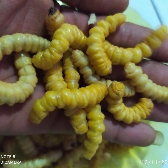 

ULAT KAYU UTER UMPAN PANCING SIZE BESAR 30 BIJI HIDUP TERMURAH