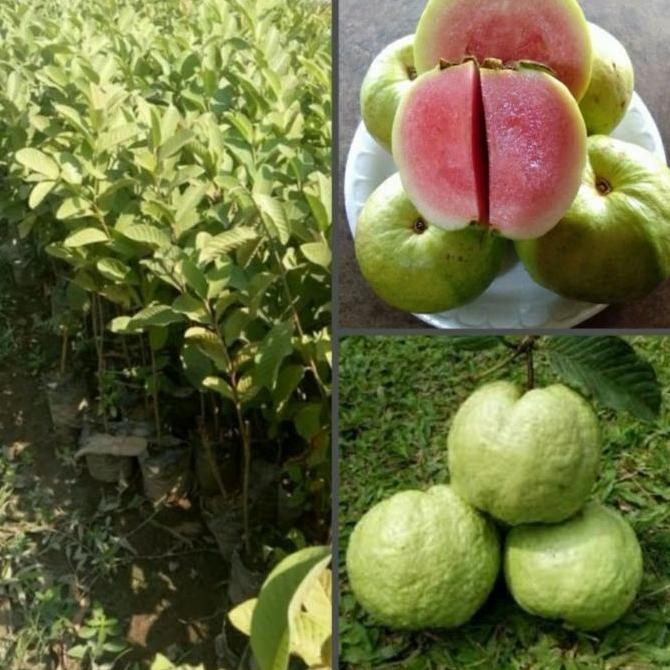 

BIBIT POHON JAMBU KRISTAL MERAH NON BIJI TERMURAH