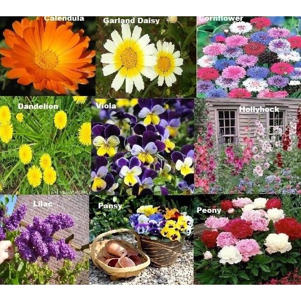 

PAKET HEMAT 7 BENIH BIJI BUNGA EDIBLE FLOWER TERMURAH