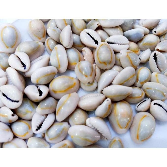 

BIJI CONGKLAK 500 GRAM / BAHAN KERANG ASLI TERMURAH