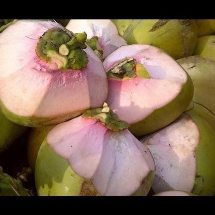 Bibit Kelapa Wulung Super/Tanaman Kelapa Ijo Wulung Asli PREMIUM