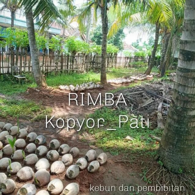 BIBIT KELAPA KOPYOR GENJAH ASLI PATI PREMIUM
