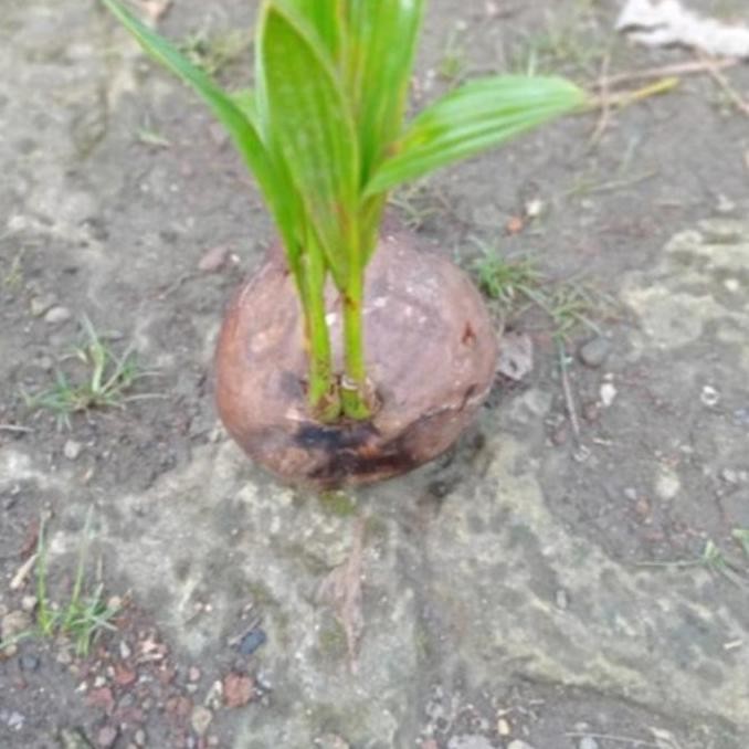 Bibit Bahan Bai Kelapa Kembar 2 Kelapa Cabang 2 Tunas Kelapa PREMIUM