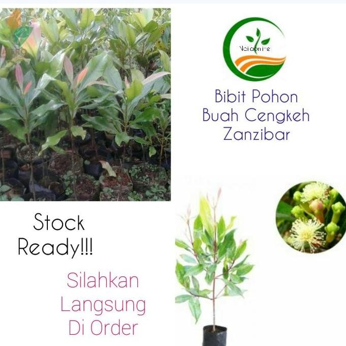 Bibit pohon Buah Cengkeh Zanzibar/Bibit Tanaman Cengkeh Zanzibar GENJAH
