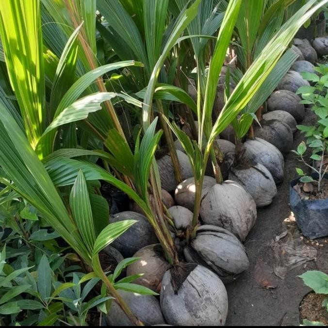 BIBIT TANAMAN KELAPA WULUNG AKAR MERAH /ASLI PREMIUM