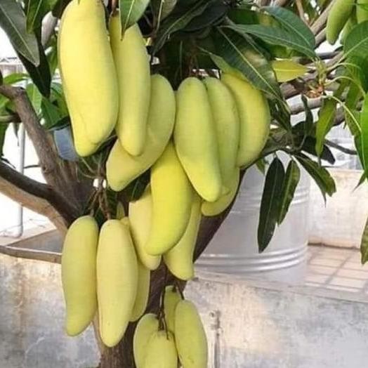 fresh bibit tanaman mangga golek india pohon mangga golek PREMIUM