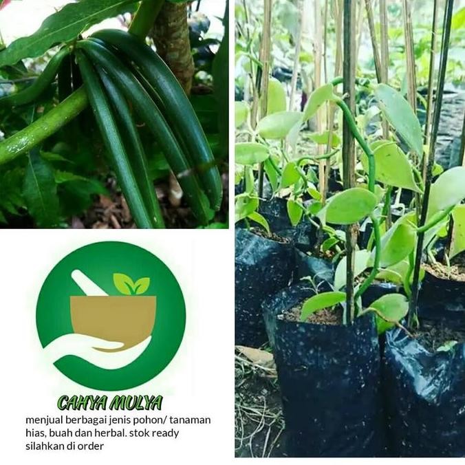 bibit pohon vanilli - bibit tanaman vanili - bibit buah vanili GENJAH