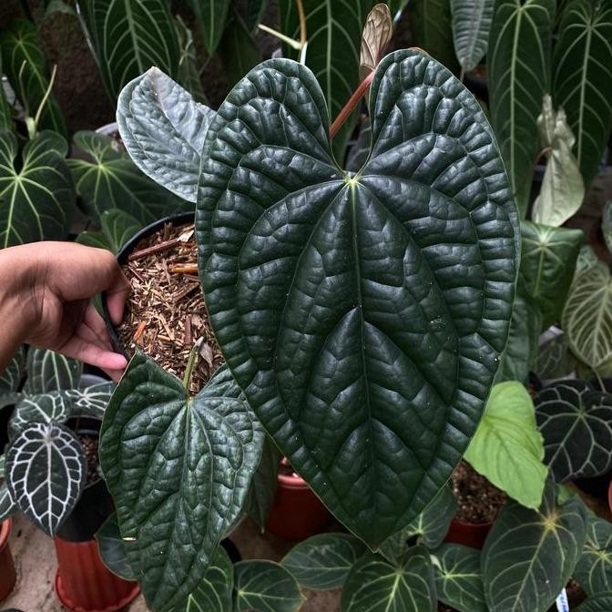 Sale Anthurium Luxurians