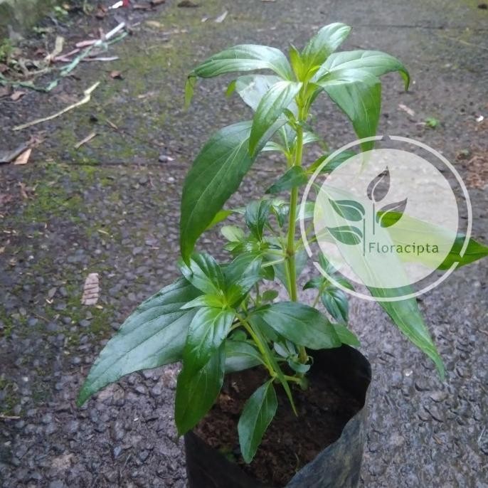 

Terlaris Bibit Pohon Sambiloto/Tanaman Herbal Sambiloto Barang Super