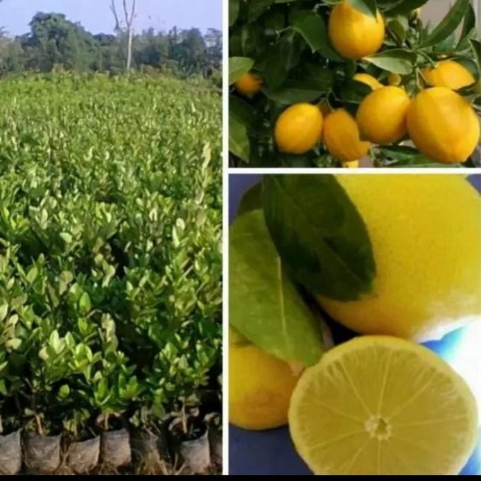 

Terlaris Bibit Pohon Buah Jeruk Nipis Non Biji - Tinggi 70Cm/Ts
