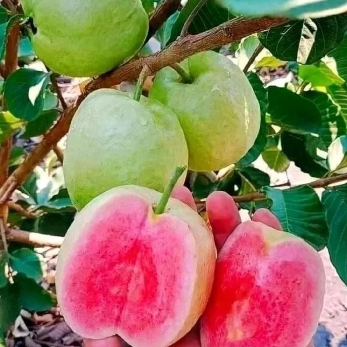 

Terlaris Benih/ Bibit Jambu Kristal Merah