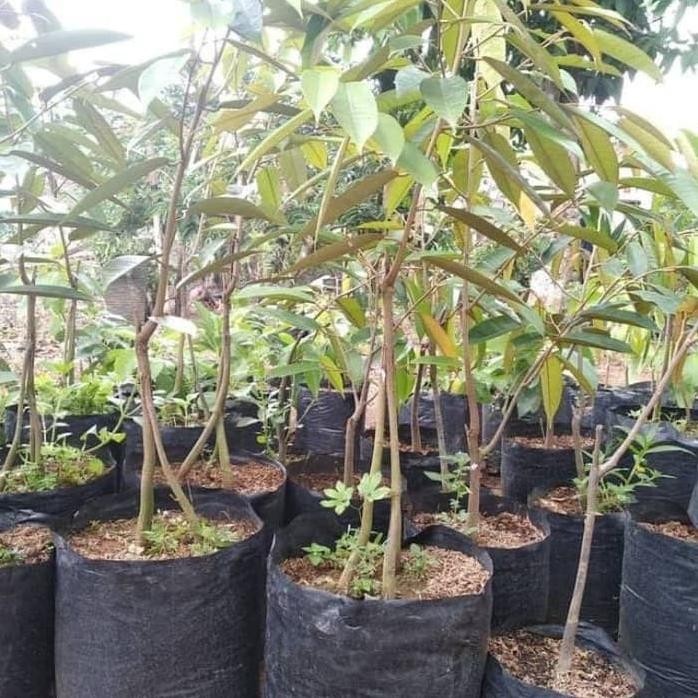 

Terlaris Bibit Durian Montong Kaki 3