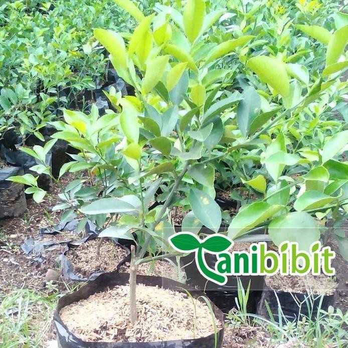 

Terlaris Bibit Jeruk Nipis Super - Tanaman Pohon Jeruk Nipis