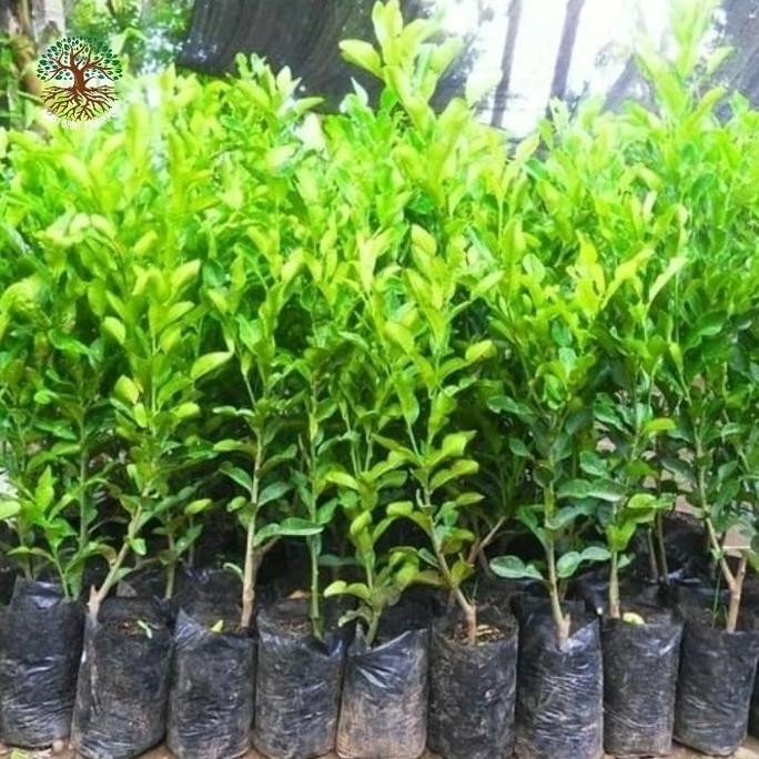 

Terlaris Bibit Buah Jeruk Nipis Unggul