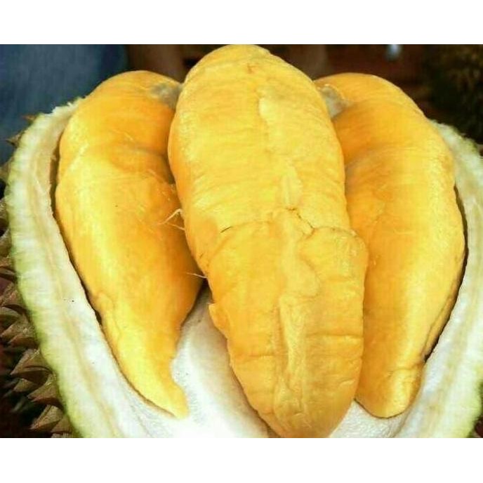 

Terlaris Bibit Buah Durian Kumbokarno