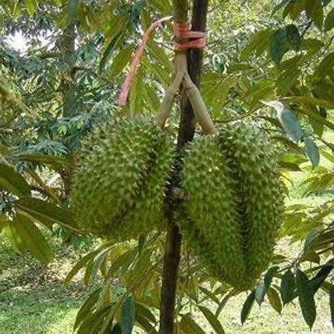 

Terlaris Bibit Durian Petruk Super Varietas Asli Dari Indonesia