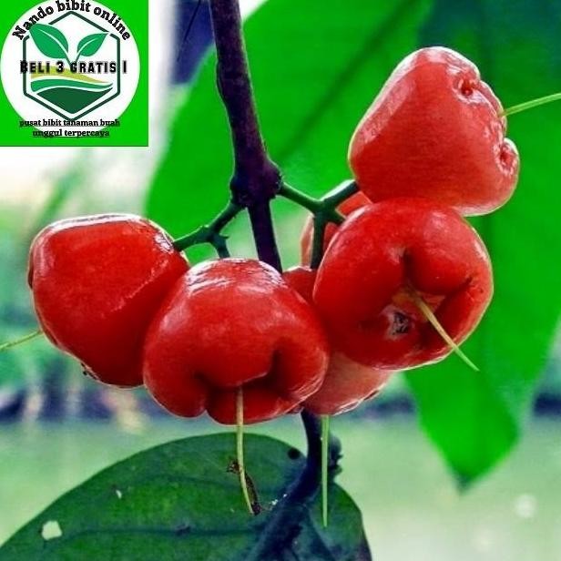 

Terlaris Bibit Pohon Buah Jambu Kancing Merah Unggul
