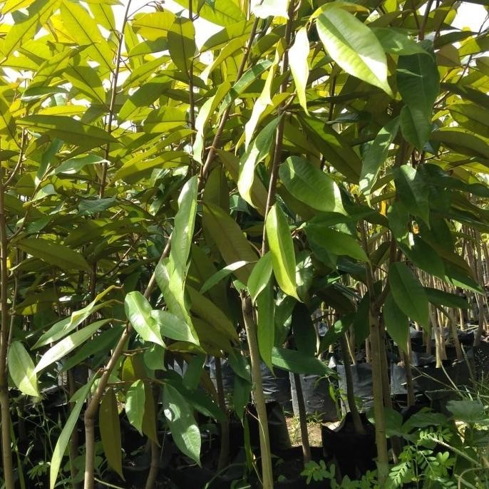 

Terlaris Central Bibit Unggul Durian Musangking,Bawor,Duri Hitam - Montong