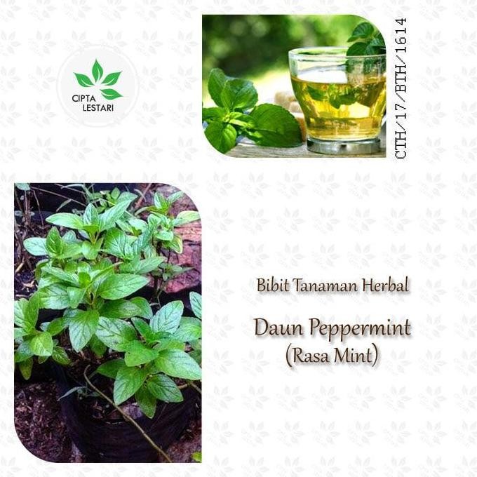 

Terlaris Bibit Tanaman Peppermint - Pohon Daun Rasa Mint - Herbal
