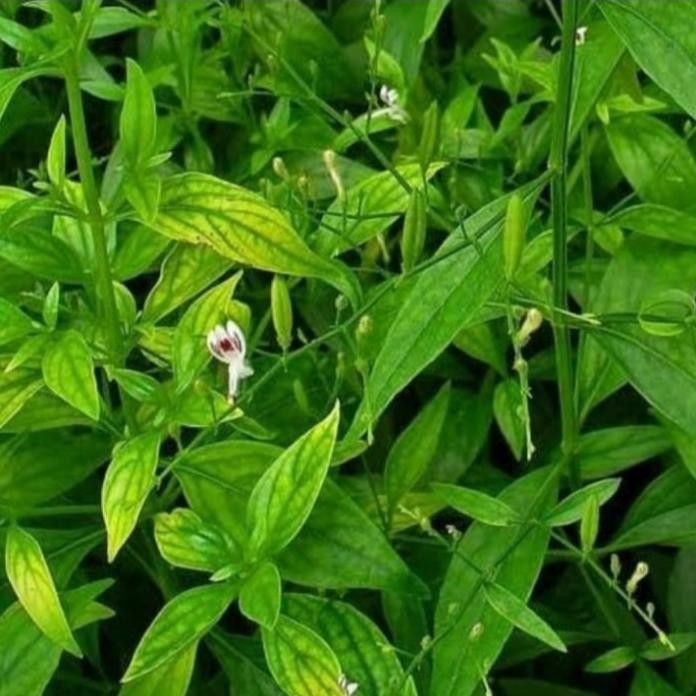 

Terlaris Bibit Tanaman Dn Sambiloto/Andrographis Paniculata/Herbal/ Barang Super