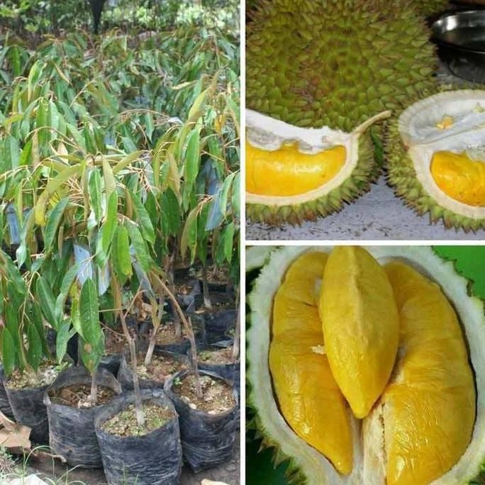 

Terlaris Durian Musangking Paket 10 Bibit
