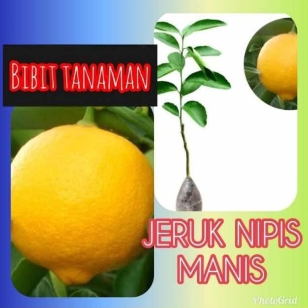 

Terlaris Super Best Bibit Tanaman Buah Jeruk Nipis Manis Manteb Joss Atv