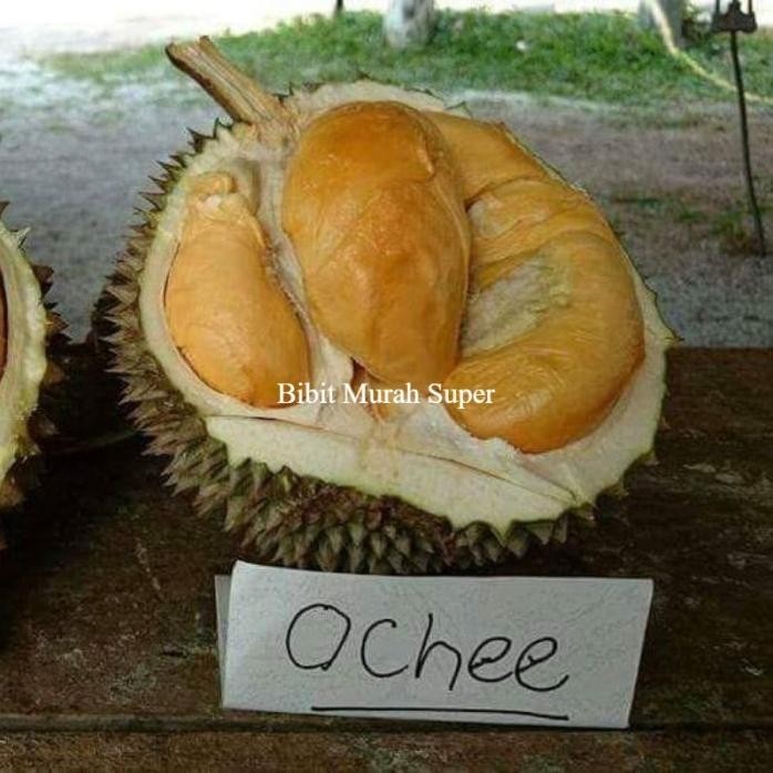

Terlaris Bibit Tanaman Durian Duri Hitam/Oche Okulasi Berkualitas Super Unggul