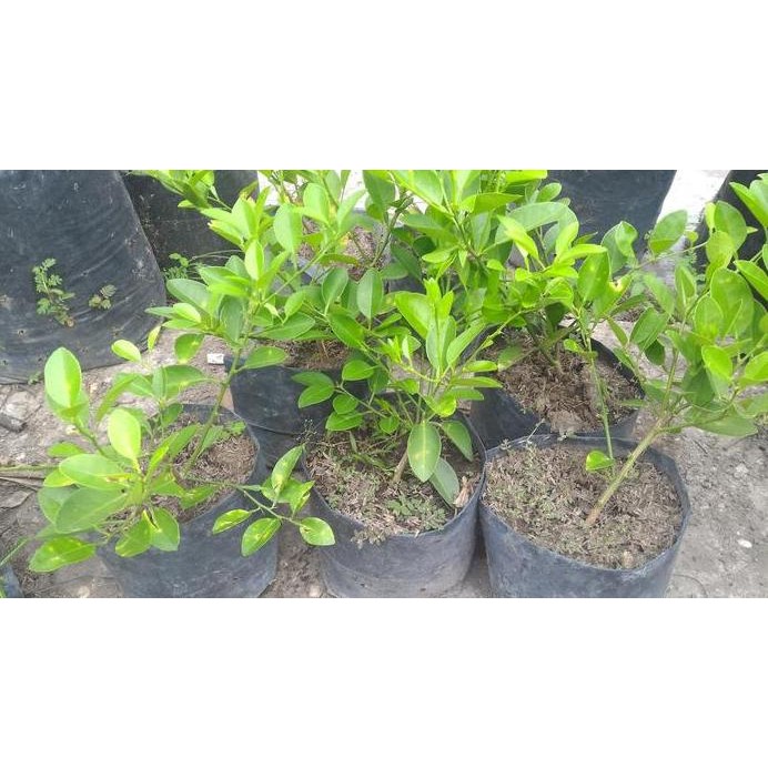 

Terlaris Bibit Tanaman Jeruk Nipis