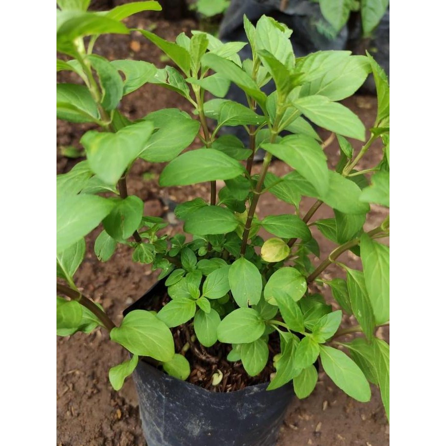 

Terlaris Bibit Tanaman Coklat Mint / Chocolate Mint / Daun Mint