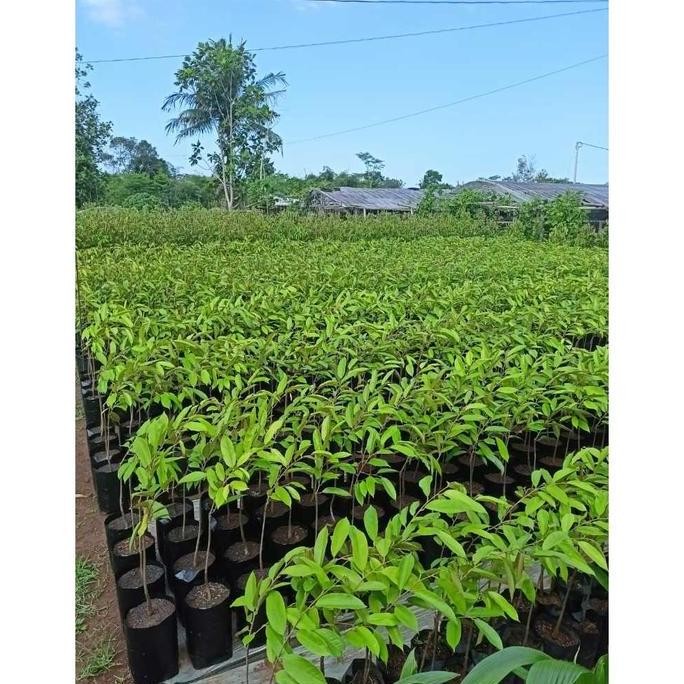 

Terlaris Terbaik 5 Bibit Durian Samcuk Jenis Bawor