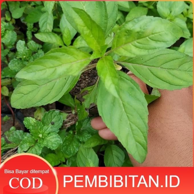 

Terlaris Bibit Tanaman Herbal Papermint - Peppermint - Daun Mint