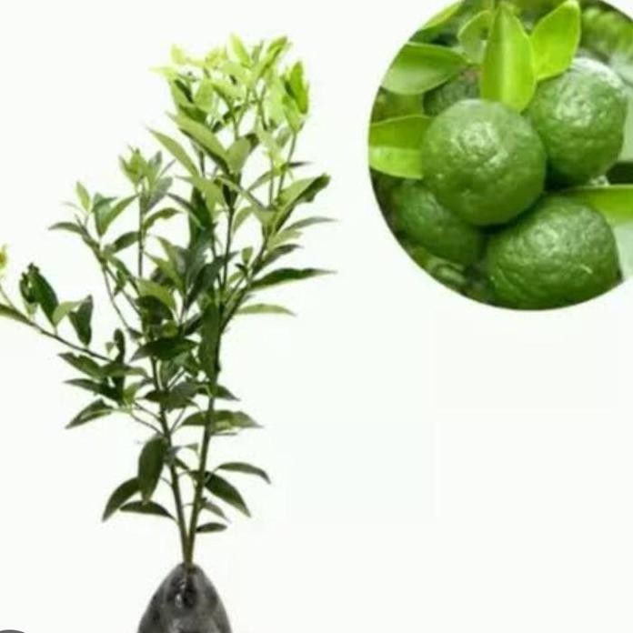 

Terlaris Bibit Pohon Jeruk Limau Jeruk Limo Alias Jeruk Nipis Tinggi 35-45 Cm