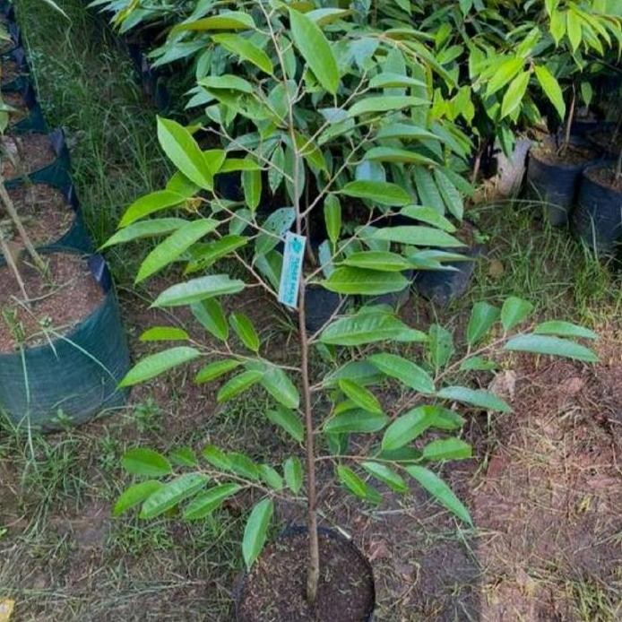 

Terlaris Bibit Durian Blackthron 1Meter - Stok Siap Kirim