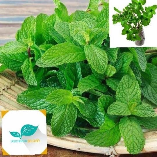 

Terlaris Bibit Tanaman Mint/Daun Mint Segar