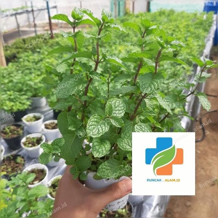 

Terlaris Bibit Tanaman Daun Mint Tanaman Herbal Mint