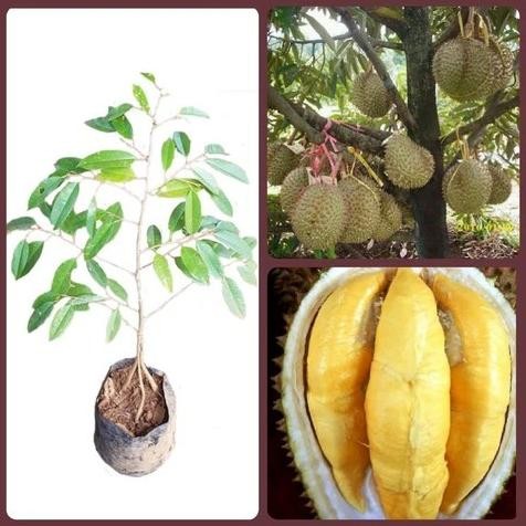 

Terlaris Bibit Durian Musangking Original Murah Unggul/Bisa Cod