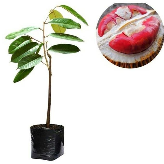 Terlaris Bibit Durian Merah Asli