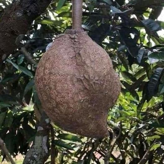 

Terlaris Bibit Durian Gundul Super Unggul